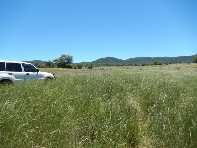 ” Rosebud Aggregation”, Bingara NSW 2404