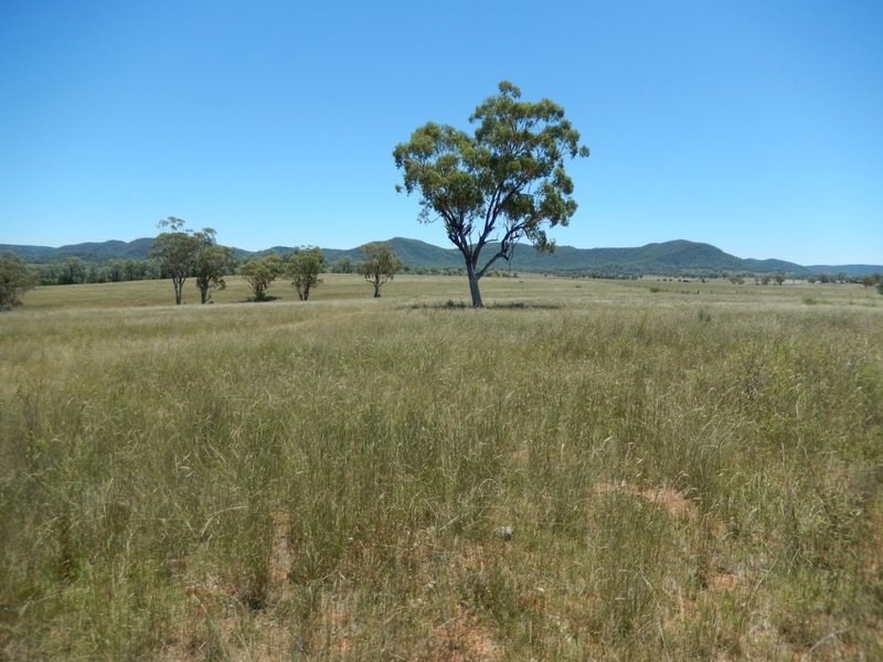 ” Rosebud Aggregation”, Bingara NSW 2404