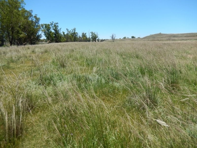 ” Rosebud House Block”, Bingara NSW 2404