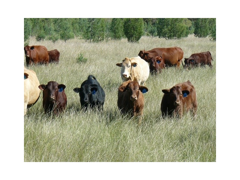 ” Rockdale”, Moree NSW 2400