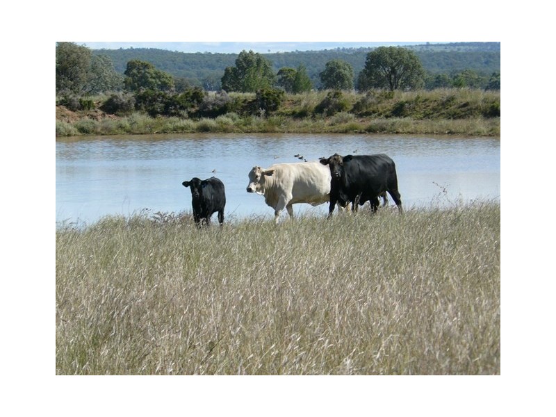 ” Rockdale”, Moree NSW 2400