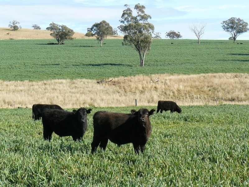 ” Burmah”, Graman NSW 2360