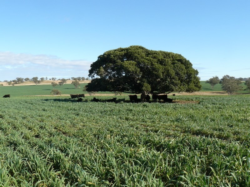 ” Burmah”, Graman NSW 2360