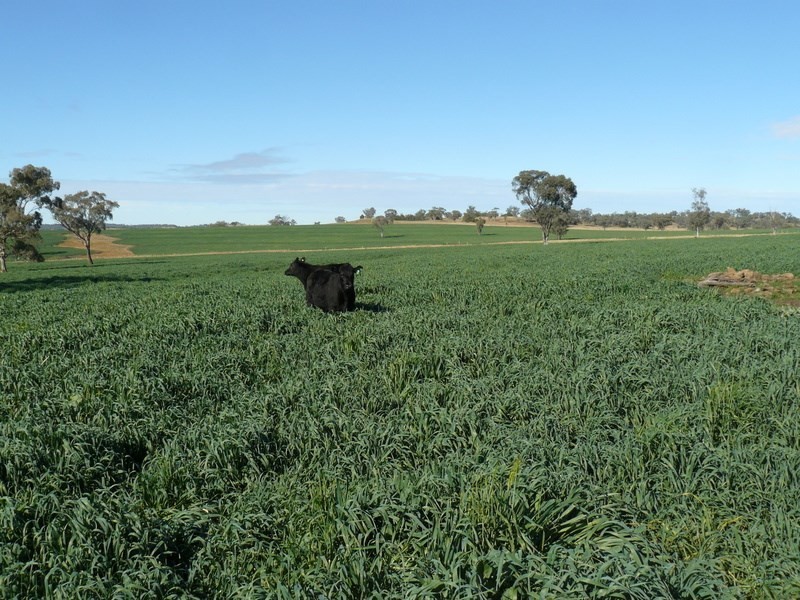 ” Burmah”, Graman NSW 2360