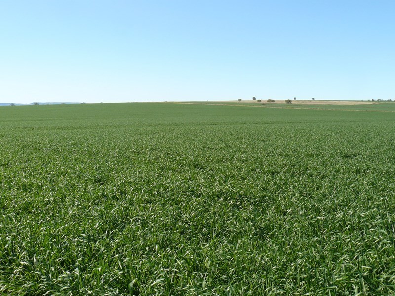 ” Bullala” and “Kinnaird”, Crooble NSW 2400