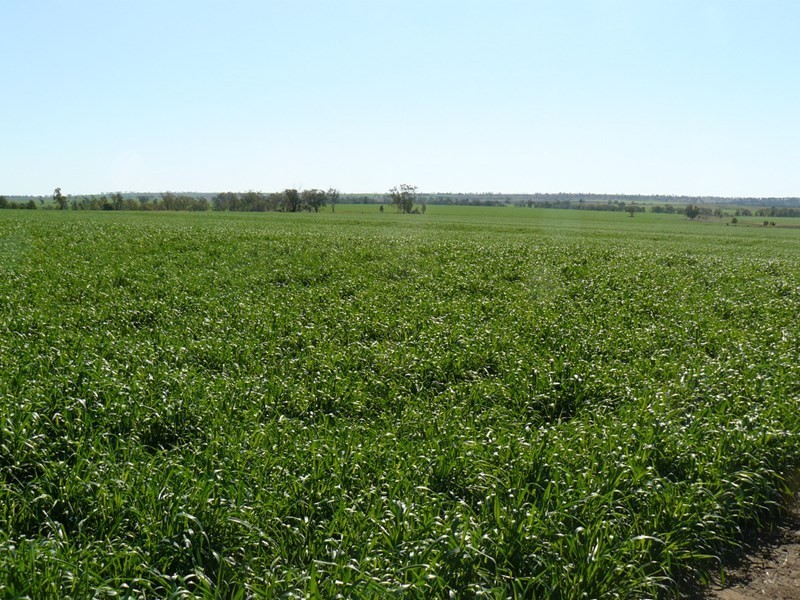 ” Bullala” and “Kinnaird”, Crooble NSW 2400