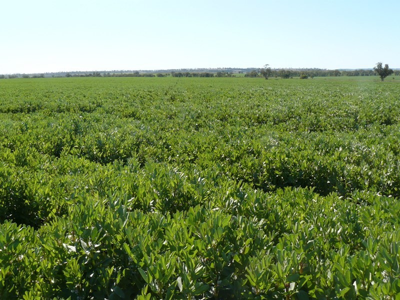 ” Bullala” and “Kinnaird”, Crooble NSW 2400