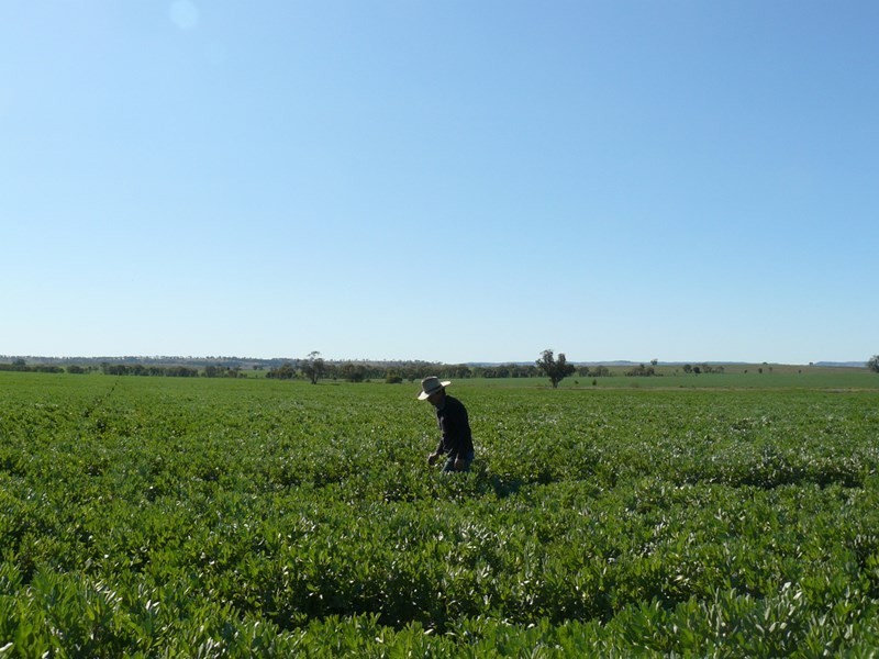 ” Bullala” and “Kinnaird”, Crooble NSW 2400