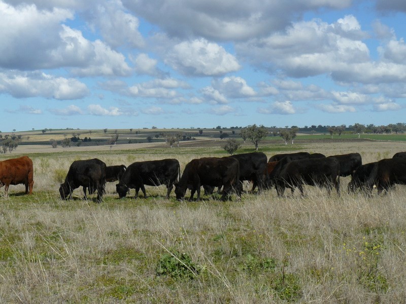 ” Colomie”, Wallangra NSW 2360