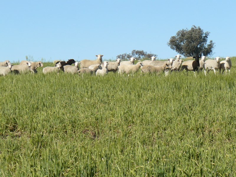 ” Colomie”, Wallangra NSW 2360