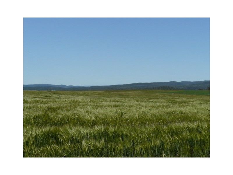 ” Colomie”, Wallangra NSW 2360