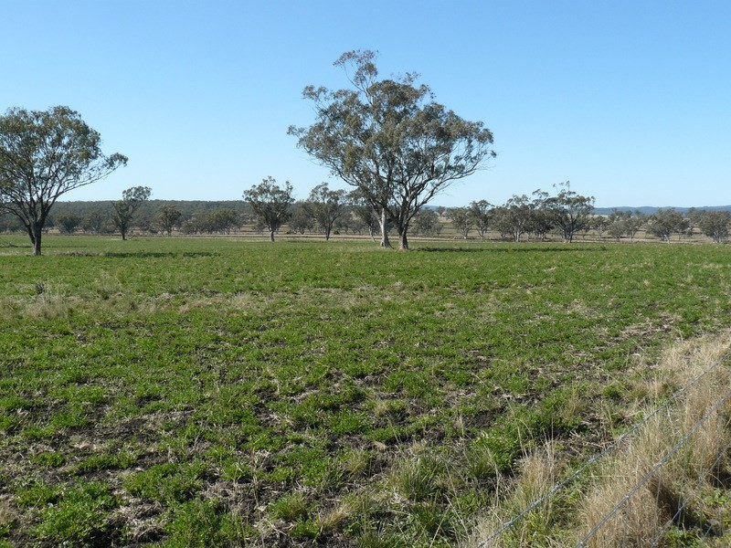 ” Colomie”, Wallangra NSW 2360