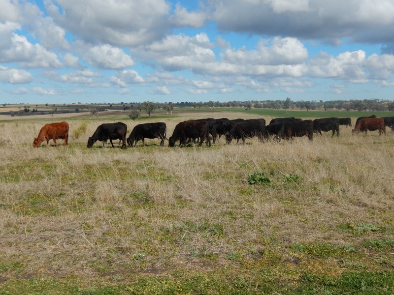 ” Colomie”, Wallangra NSW 2360