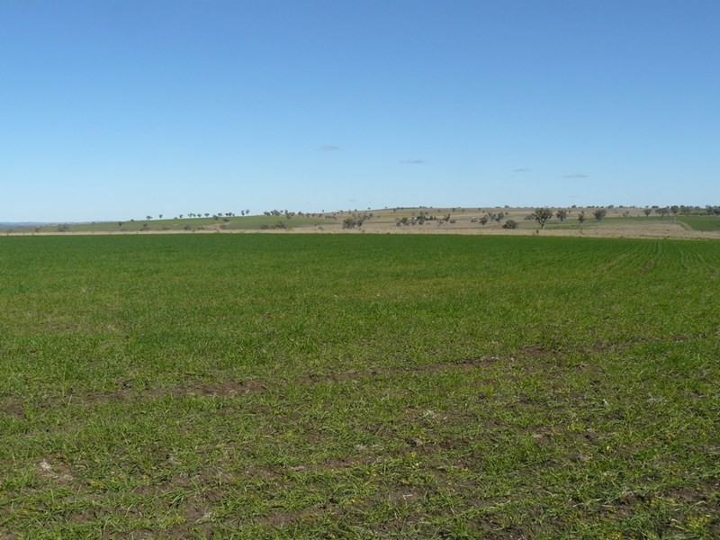 ” Colomie”, Wallangra NSW 2360