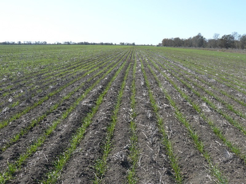 ” Boyanga”, Mungindi NSW 2406