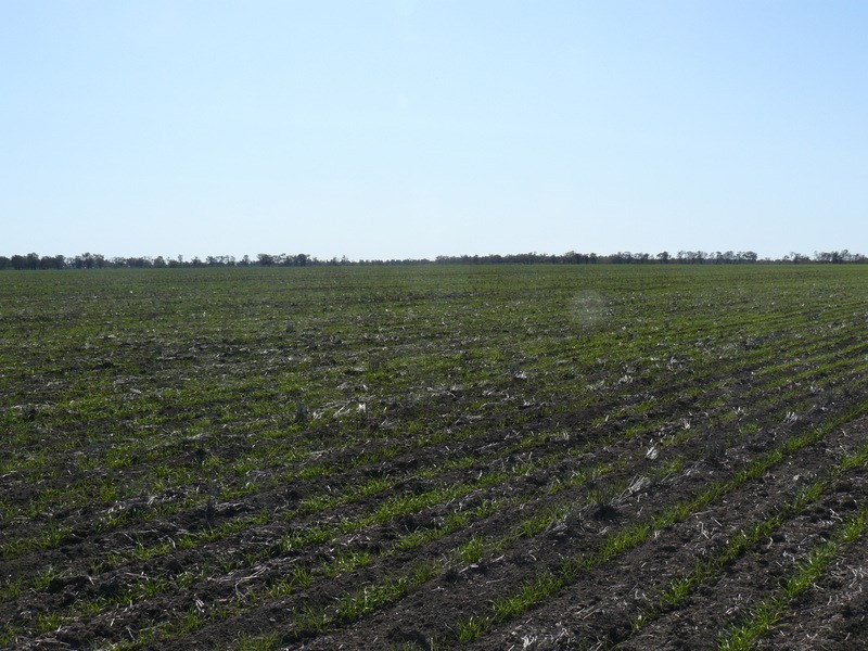 ” Boyanga”, Mungindi NSW 2406