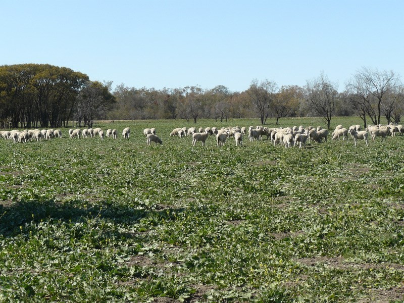 ” Boyanga”, Mungindi NSW 2406