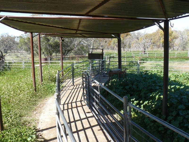 ” Boyanga”, Mungindi NSW 2406