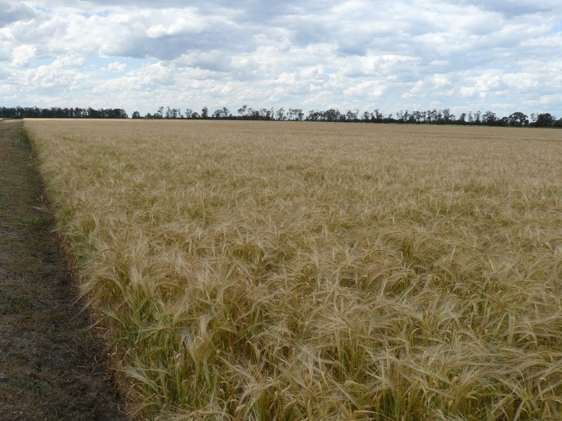 ” Golonga”, Croppa Creek NSW 2411