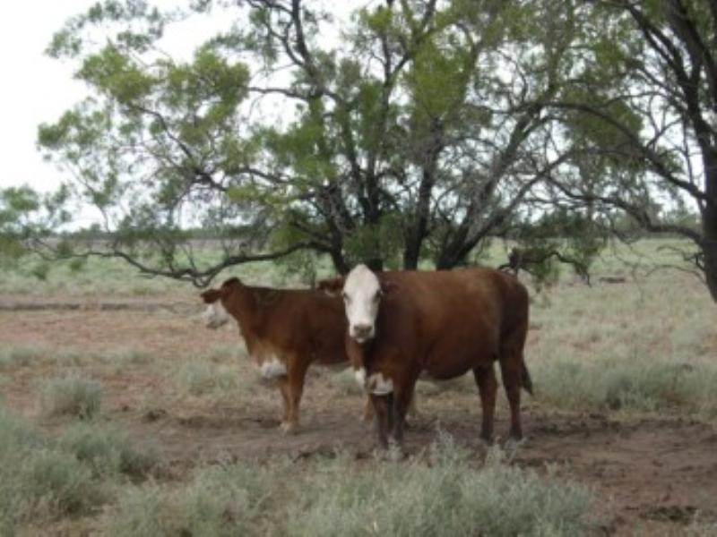 Moree NSW 2400