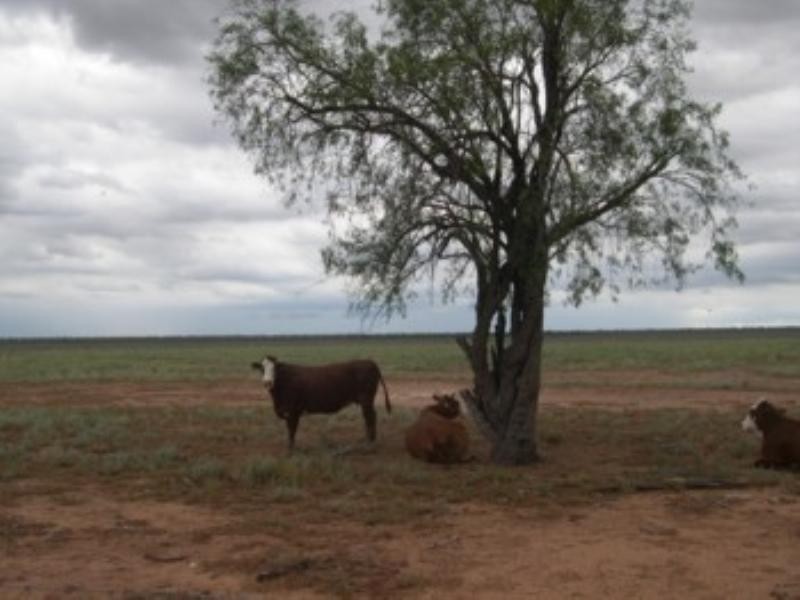 Moree NSW 2400