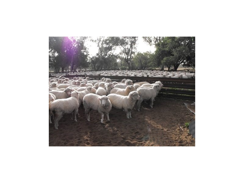 ” Bogibel/Kareelah”, Collarenebri NSW 2833