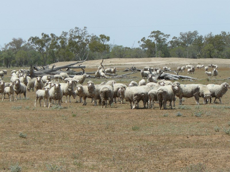 ” Bogibel/Kareelah”, Collarenebri NSW 2833