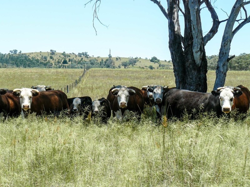 ” Torvale”, Inverell NSW 2360