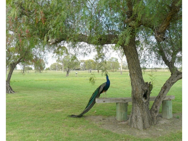 ” Cooinoo, Moree NSW 2400