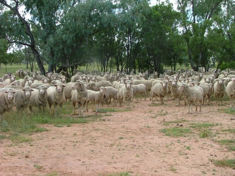 ” Wandella”, Lightning Ridge NSW 2834