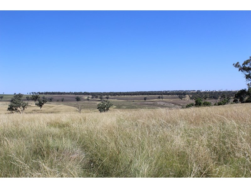 ” Ponderosa”, Warialda NSW 2402