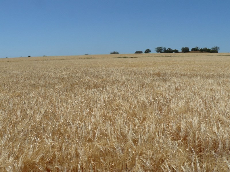 ” Ponderosa”, Warialda NSW 2402