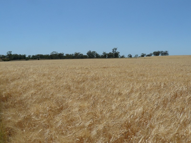 ” Ponderosa”, Warialda NSW 2402