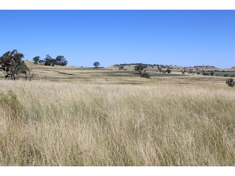 ” Ponderosa”, Warialda NSW 2402