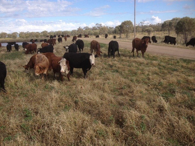 ” Neringla”, Moree NSW 2400