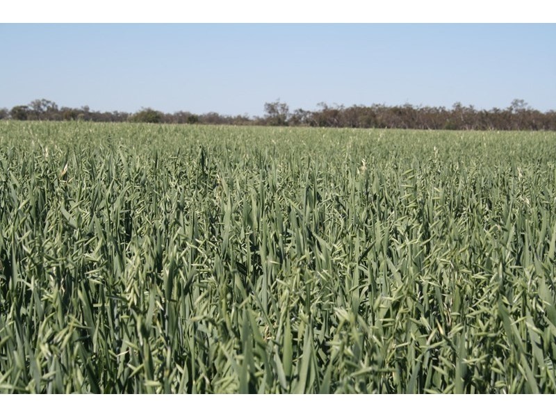 ” Neringla”, Moree NSW 2400