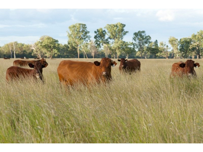 ” Irragappa, Bellata NSW 2397