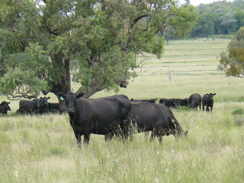 ” Irragappa, Bellata NSW 2397