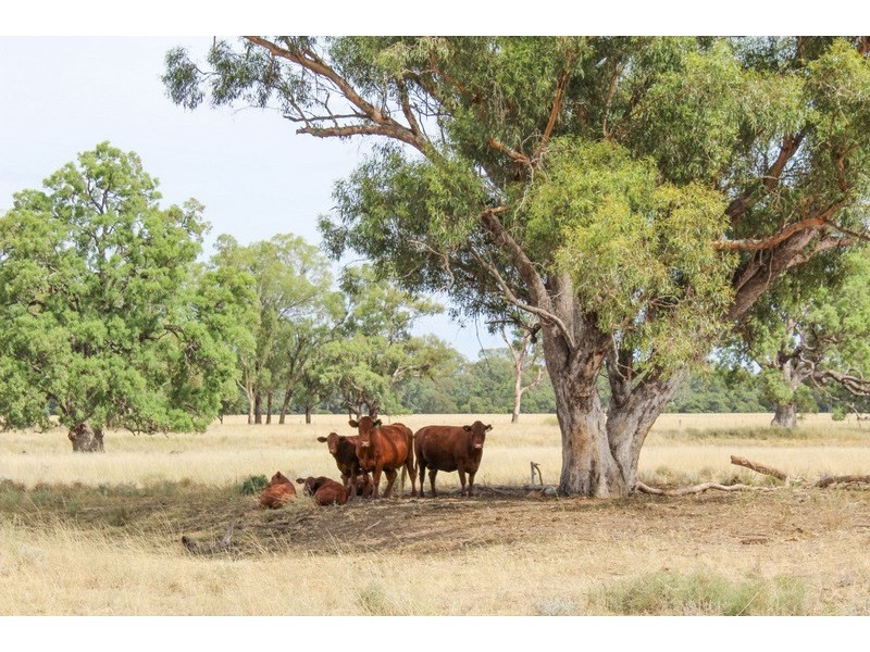 ” Irragappa, Bellata NSW 2397