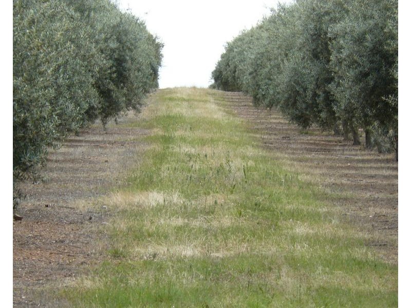 ” Eden Valley”, Moree NSW 2400