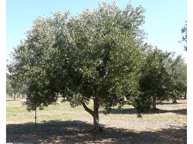 ” Eden Valley”, Moree NSW 2400