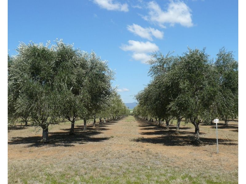 ” Eden Valley”, Moree NSW 2400
