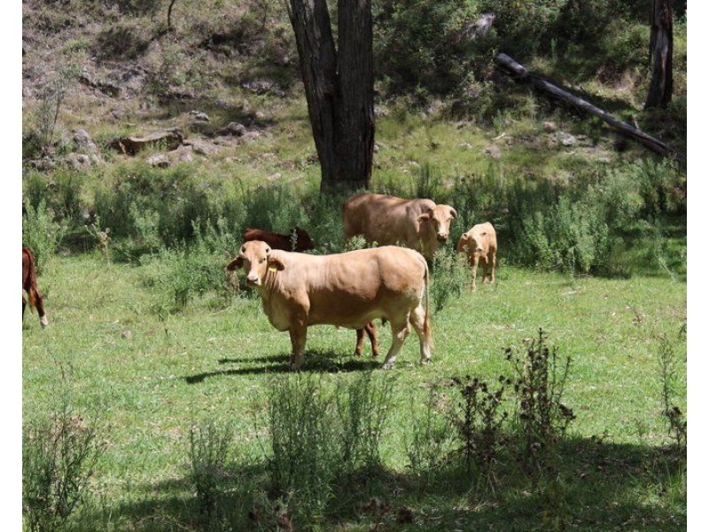 ” Coghlan”, Weabonga NSW 2340