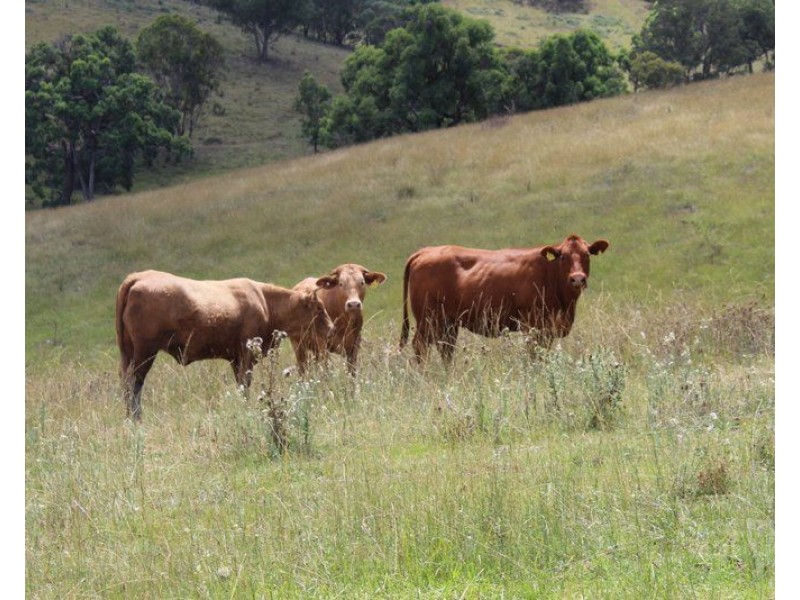 ” Coghlan”, Weabonga NSW 2340