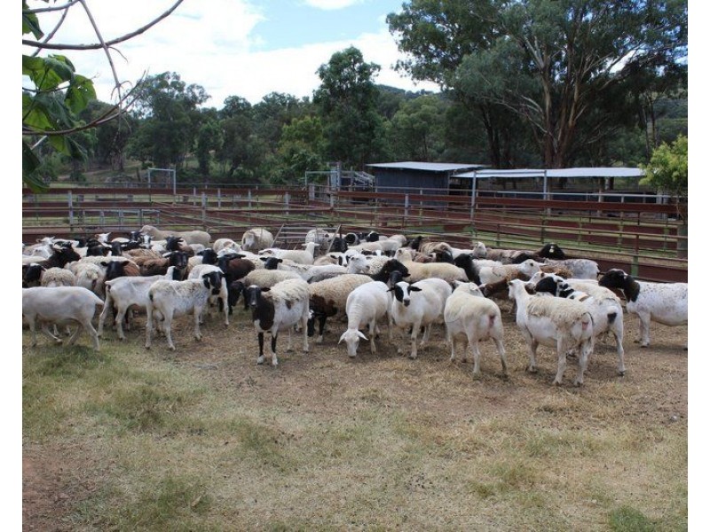 ” Coghlan”, Weabonga NSW 2340