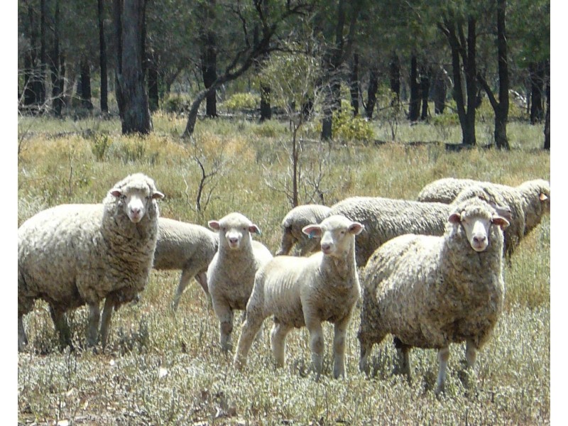 ” Bogibel/Kareelah”, Collarenebri NSW 2833