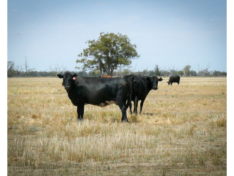 ” Bogibel/Kareelah”, Collarenebri NSW 2833