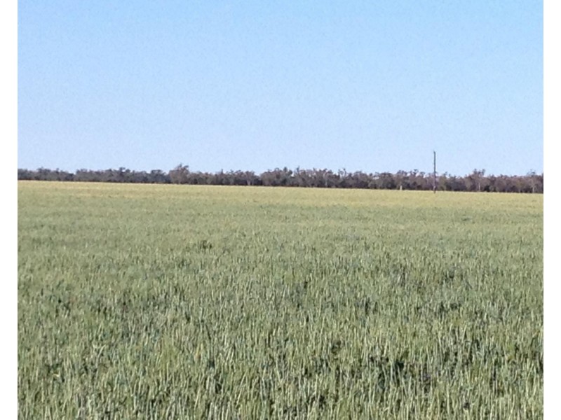 ” Bogibel/Kareelah”, Collarenebri NSW 2833