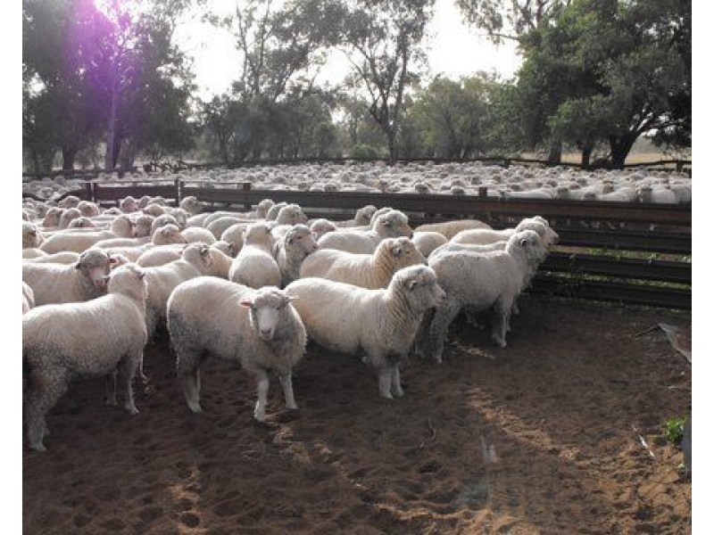 ” Bogibel/Kareelah”, Collarenebri NSW 2833