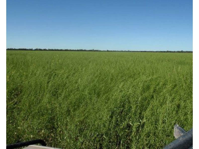 ” Bogibel/Kareelah”, Collarenebri NSW 2833